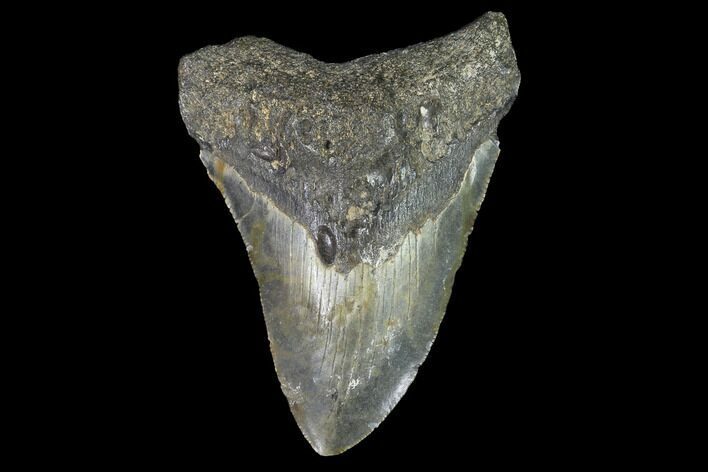Bargain, Fossil Megalodon Tooth - North Carolina #91634